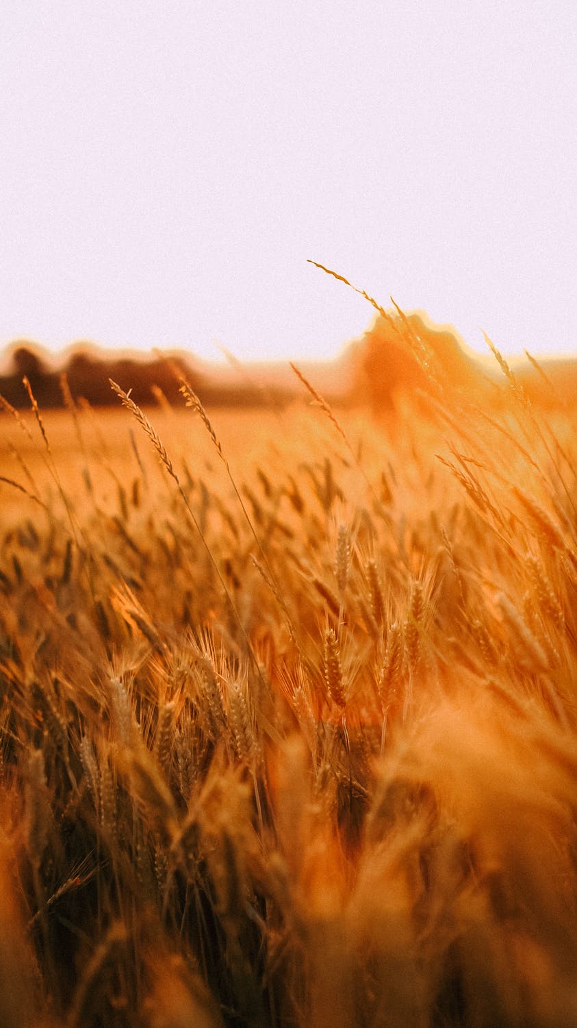 pexels-photo-8602985.jpeg