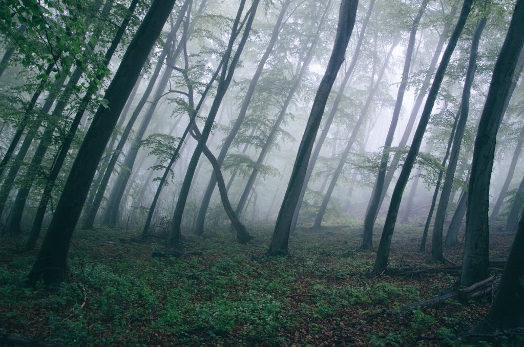 forest-trees-northwestisbest-exploress.jpg