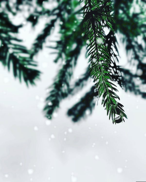 pexels-photo-1263891.jpeg
