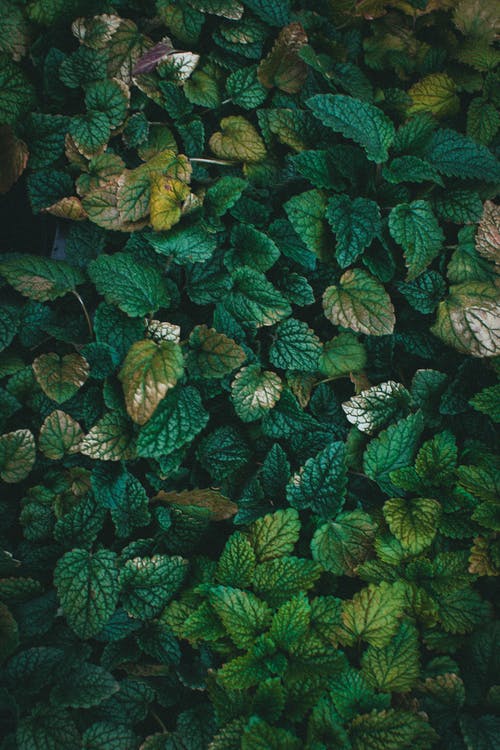 pexels-photo-12568118.jpeg